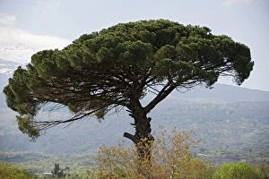 Italy Collection: Umbrella Pine (Pinus pinea) in Sicilian landscape, on the slopes of Mount Etna