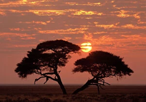 Tranquillity Collection: Umbrella Thorn acacia giant individual in savanna with rising sun Etosha National Park, Nambia