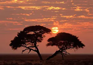 Bush Prints: Umbrella Thorn acacia giant individual in savanna with rising sun Etosha National Park