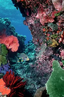 Colourful Prints: Underwater coral reef scene - Colourful marine life at depth of 12m Komodo Island