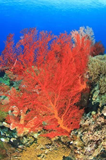 Underwater view of Red Sea Fans (Melithaea)
