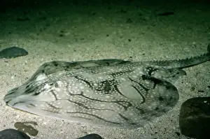 North Sea Prints: Undulate Ray North Sea
