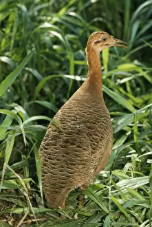 Undulated Tinamou Brazil