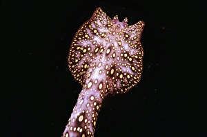 Images Dated 9th December 2004: Unidentified animal - Photographed in 1965 at night this creature possibly a worm or nudibranch