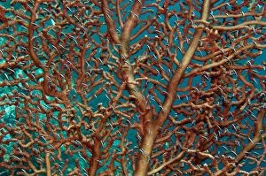Unidentified fish living on a branching Gorgoian coral