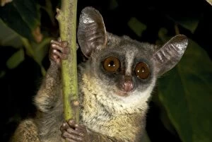 Unidentified species of forest Galago
