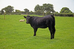 United Kingdom, Wales. A Black Angus cow