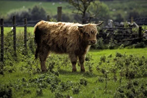 United Kingdom, Wales; A Highland Cow at