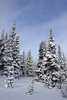 United States, Washington, snow covered