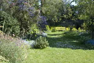 Lawns Prints: Unkempt Garden Lawn - Spring - UK