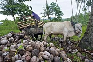 Unloading coconut cart