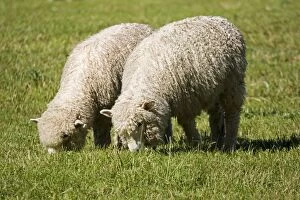 Unshorn Merino sheep - grazing