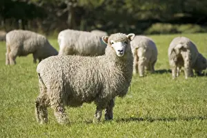 Zealand Prints: Unshorn Merino sheep - Mackenzie Country South Island New Zealand