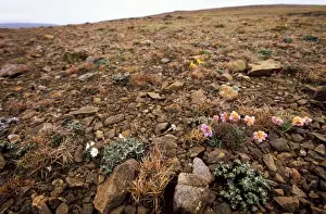 Unst - Shetland Islands - Keen of Hammar National Nature Reserve. The Reserve is made up of Serpentine debris