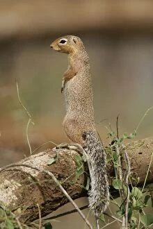 Unstriped Ground squirrel - on hind legs