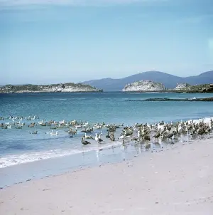 Upland Goose - in typical coastal habitat - Falkland Island