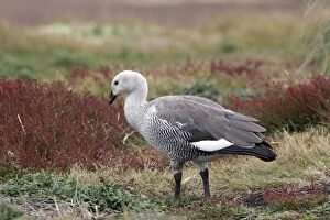 Images Dated 9th January 2008: Upland / Magellan Goose