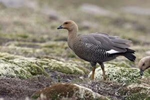 Images Dated 9th January 2008: Upland / Magellan Goose