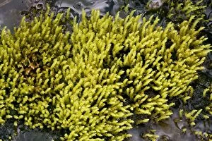 Images Dated 13th July 2006: An upland moss, Philonotis fontana. Scotland