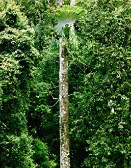 Upland rainforest with Staghorn (Elkhorn) - Atherton Tableland - North Queensland - Australia JFL00183