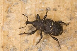 An upland weevil
