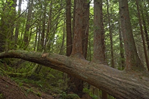 Images Dated 3rd May 2006: Upright growths from fallen tree Redwood National Park LA000840