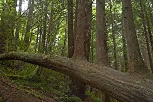 Sequoia Prints: Upright growths from fallen tree Redwood National Park LA000840