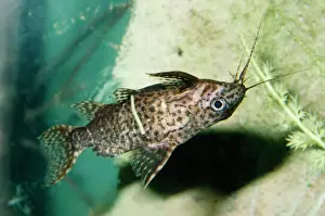 Upside Down Catfish West Africa