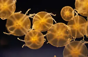 Transparent Prints: Upside-down Jellyfish