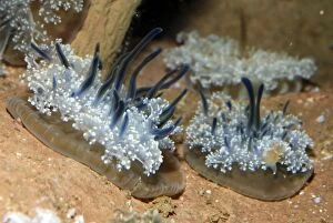 Images Dated 21st January 2007: Upside Down Jellyfish:coastal waters, mangroves in Florida & Caribbean, introduced to Hawaii
