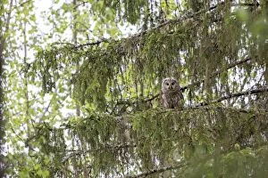 Images Dated 30th May 2014: Ural Owl adult female perched in tree