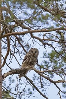 Images Dated 30th May 2014: Ural Owl adult perched in pine