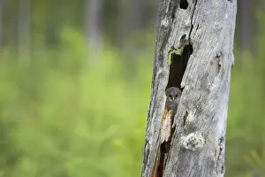 Ural Owl - Chick in Nest Tree Strix uralensis Finland BI014316