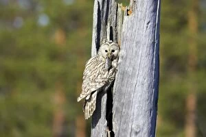 Bring Gallery: Ural Owl - Female Bring Food to Nest