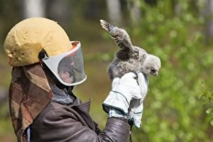 Images Dated 31st May 2014: Ural Owl a researcher ringing young wearing