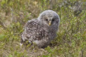 Images Dated 30th May 2014: Ural Owl young