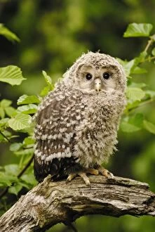 Ural owl - young