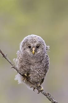Images Dated 30th May 2014: Ural Owl young perched on branch