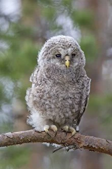 Images Dated 30th May 2014: Ural Owl young perched on branch