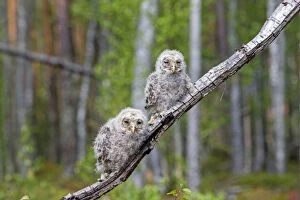 Images Dated 31st May 2014: Ural Owl young perched on branch just after leaving nest