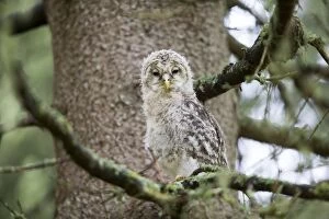 Images Dated 30th May 2014: Ural Owl young perched on branch just after leaving nest