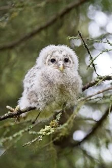 Images Dated 30th May 2014: Ural Owl young perched on branch just after leaving nest