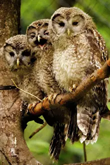 Owls Prints: Ural owls - three young on branch, Germany