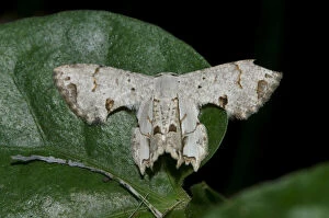 Arthropoda Gallery: Urania Moth on leaf - Klungkung, Bali, Indonesia     Date: 30-Jul-20