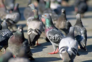 Flocks Collection: Urban Pigeons - in Trafalgar Sqaure - London - UK