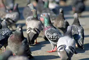 Urban Prints: Urban Pigeons - in Trafalgar Sqaure - London - UK