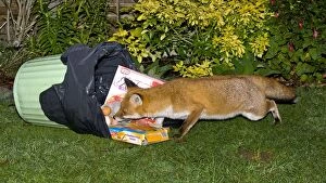 Urban Red Fox - scavenging in bin