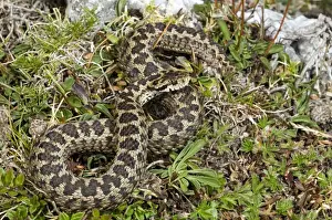 Adults Prints: Ursini's viper - Abruzzo - Italy