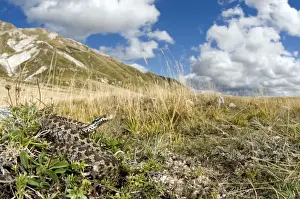 Adults Prints: Ursini's viper - male in apennines habitat - Abruzzo - Italy