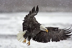 USA, Alaska, Alaska Chilkat Bald Eagle Preserve